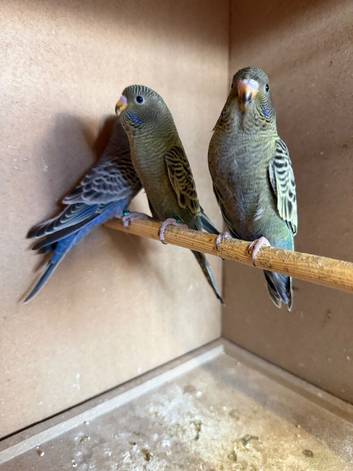 Blackface Budgies