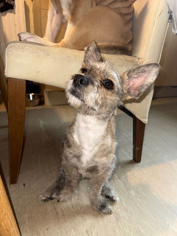 Poodle x frenchie female pup