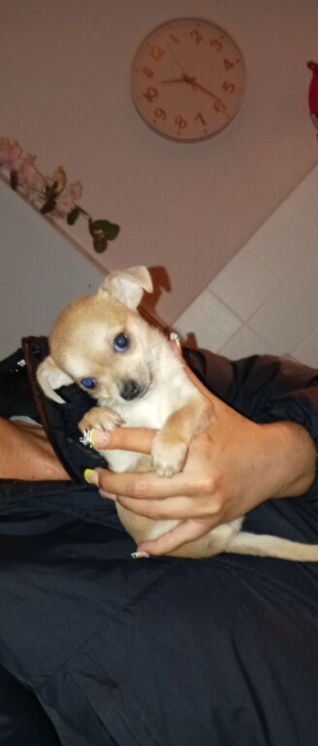 One little boy left pedigree chihuahua