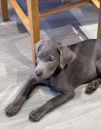handsome silver labrador ready to leave
