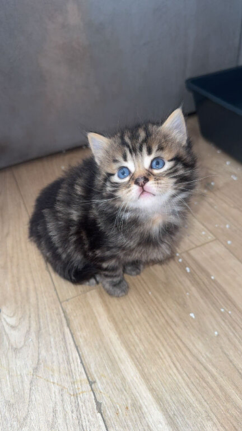 Bengal x Maine Coon