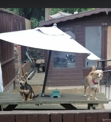 Jackawawa pups