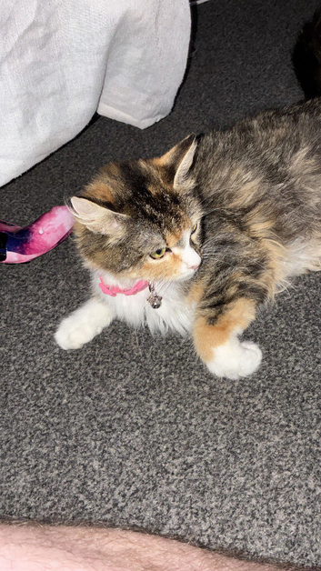 Cat for rehoming