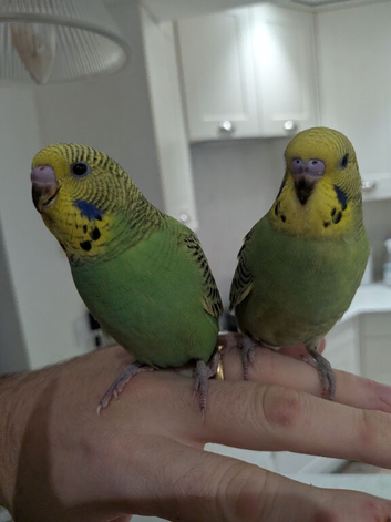 Hand tamed male baby budgie