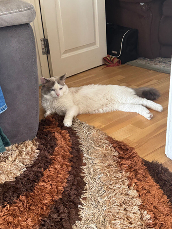 Male cat ready to find a new home with his belongings
