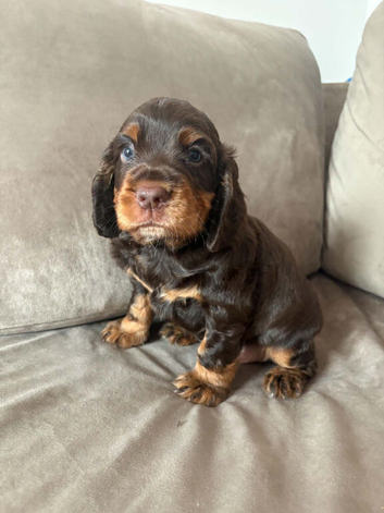 Working cocker spaniel