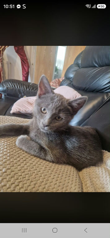 Female grey kitten