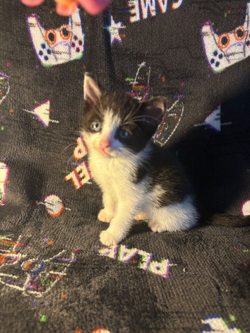 Mixed kittens