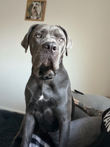 11 months old female cane corso Zulu