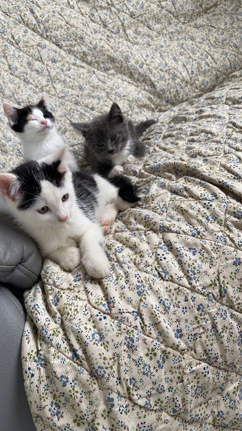 3 Beautiful