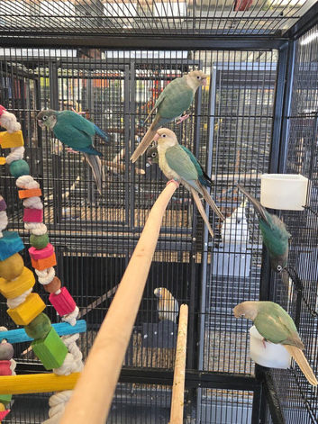 HAND-REARED super tame GREEN-CHEEK CONURES - BEAUTIFUL MUTATIONS