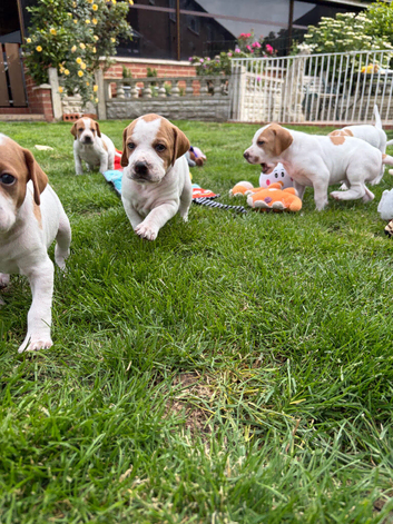 Pointer puppies/ Working & Champion Bloodlines