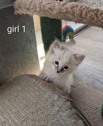 Beautiful pedigree ragdolls