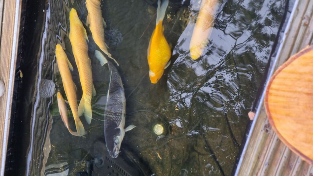 Albino grass carp