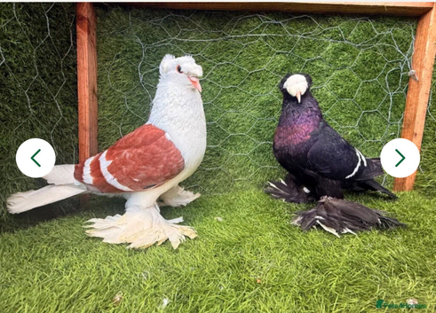 Saxon double crested