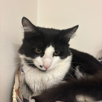 7 month-old cat looking for forever home
