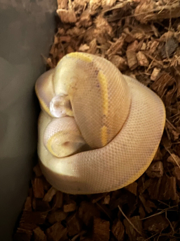Royal Pythons
