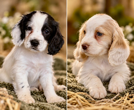 Cocker spaniel puppies