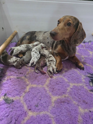 miniture dachshunds