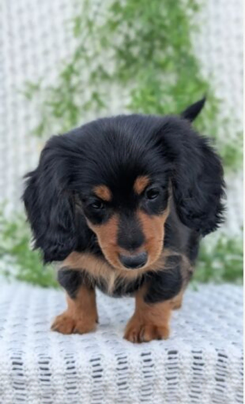 Gorgeous Long-Haired Dachshund Puppies