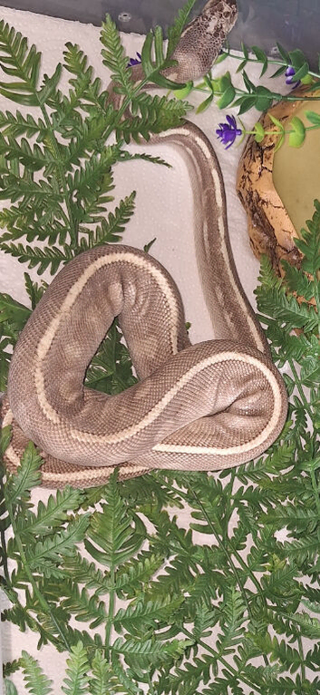 Whats the morph
