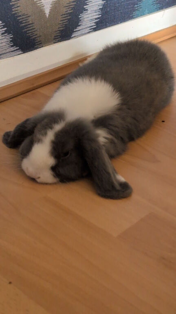 Lop male
