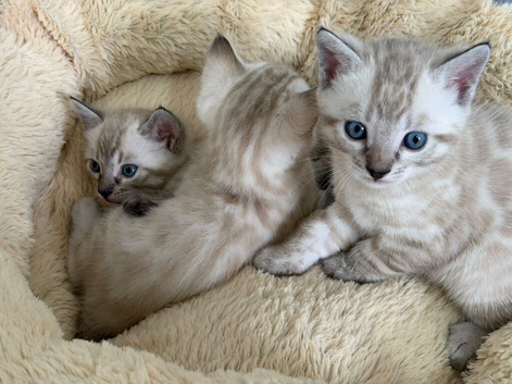 Snow White Bengal Kittens.