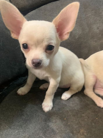 Adorable Chihuahua Puppies