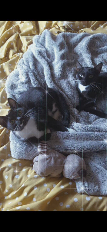 2 black cats