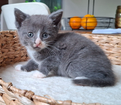 (1 LEFT) 5 FLUFFY MAINE COON CROSS KITTENS