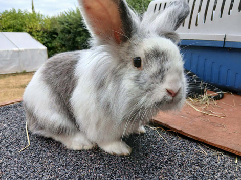 Neutered male bunny for sale