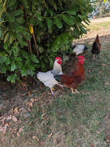 Free range pure bred cockerels