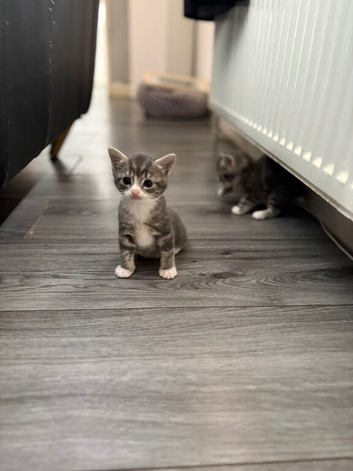 5 week old kitten