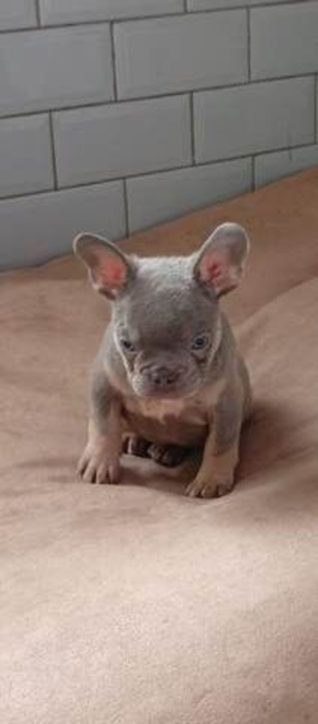 Gorgeous French Bulldog Puppies &ndash; 2 Boys & 1 Girl