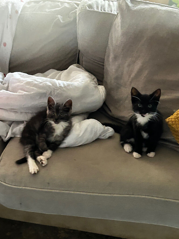 Cute & Loving Kittens Ready for New Homes