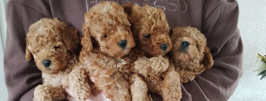 Toy poodle