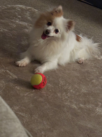 3 year old pomchi