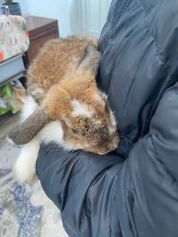 Mini lop