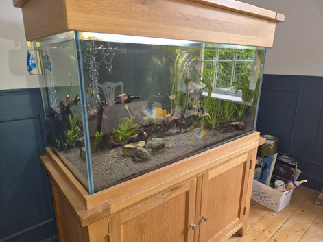 Large tropical oak cabinet fish tank and accessories