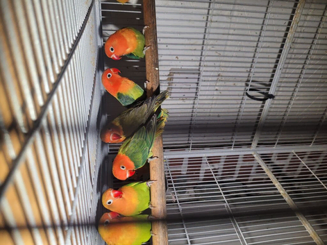 Lovebirds