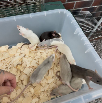 Dumbo rats