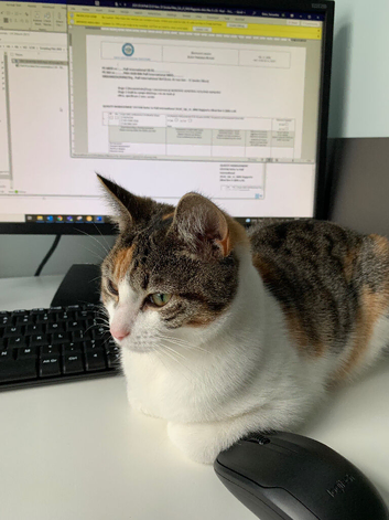 Female cat for sale