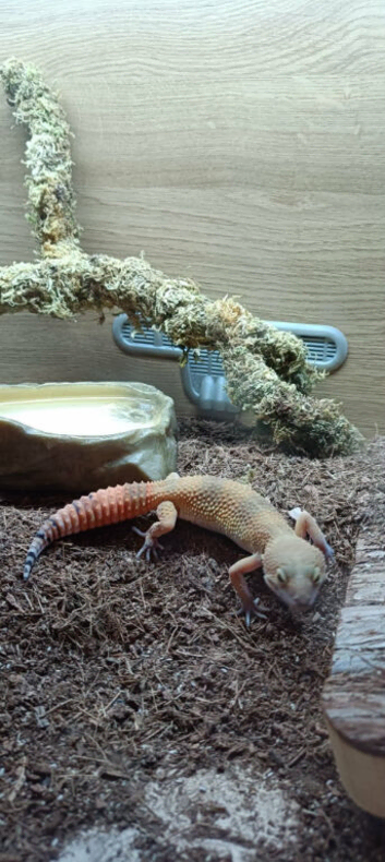 Leopard Gecko