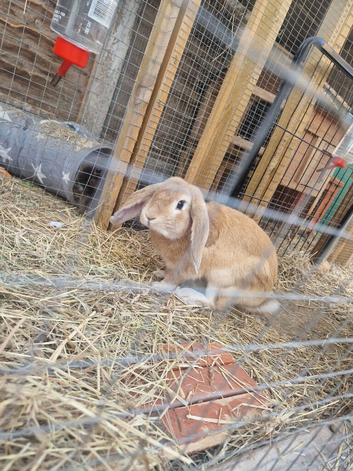 Stunning English lop boy looking for his loving home.