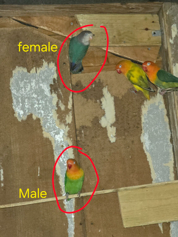 Love birds for sale &pound;50