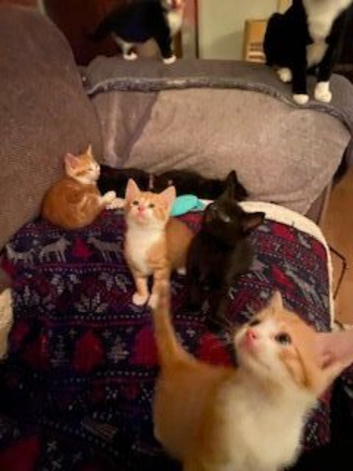 Stunning Kittens Ready for Loving Homes