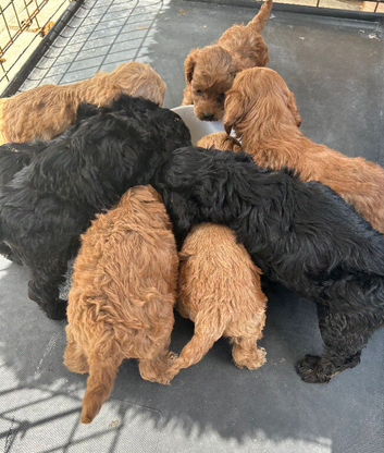 8 Beautiful Cockapoo Puppies