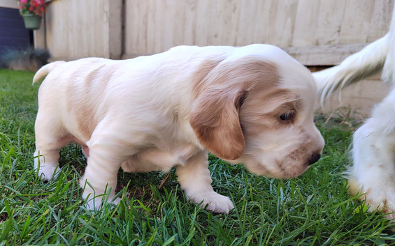 KC REG MALE COCKER SPANIEL