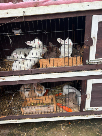 Baby bunnies