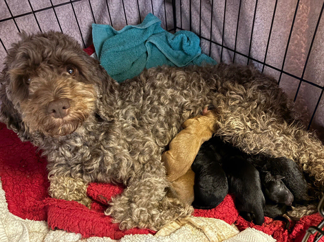 Cockapoo puppies